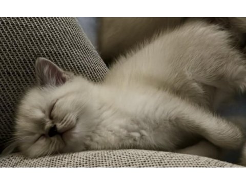 British shorthair colorpoint