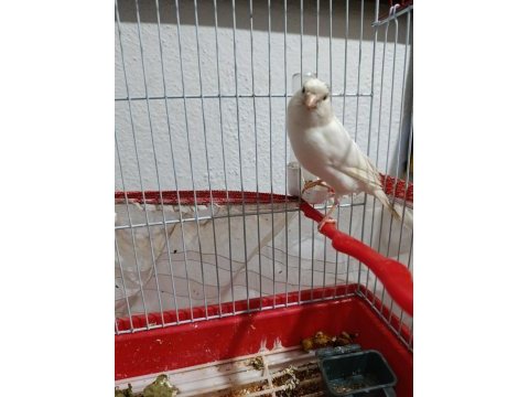 40 günlük hareketli sultan papağanı
