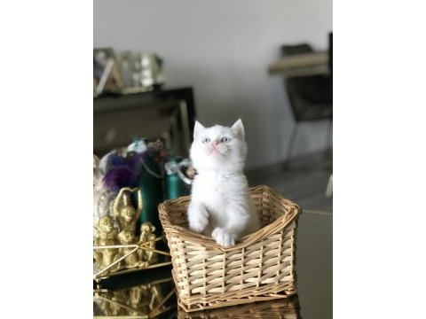 Bebek yüz brıtısh shorthair yavrularım 