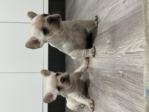 French bulldog bebekler