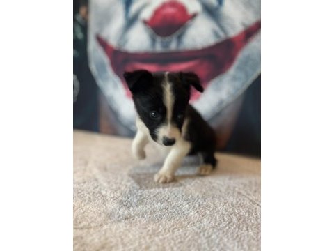 Border collie yavrular