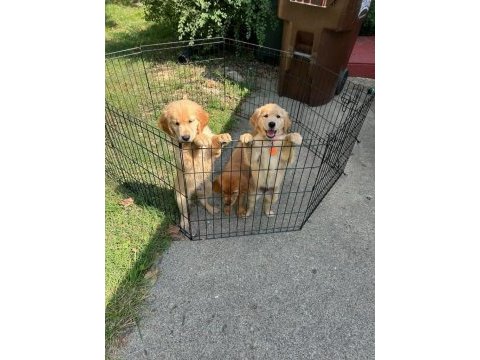 Tatlı golden retriever bebekler