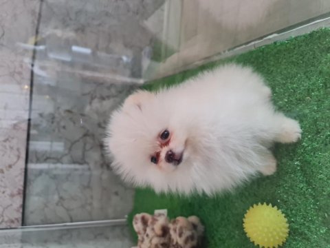 Show kalite pomeranian boo