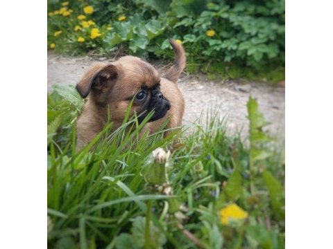 Harika pug bebekler