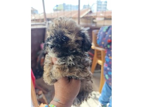 Yavru maltipoo