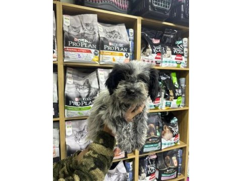 Maltipoo yavrular