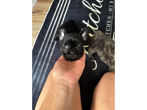 Egzotik blue taşıyıcı french bulldog akıllı arayanlara