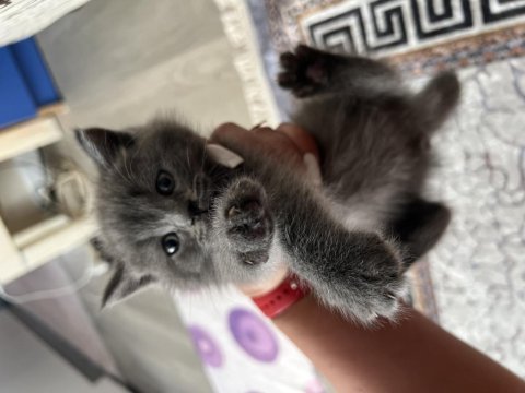 3 erkek ve 1 kadın yavru 3 aylık british shorthair