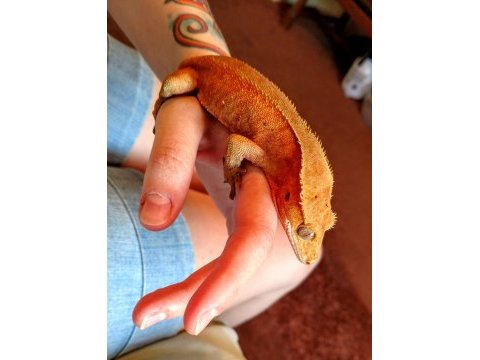 Crested gecko yavru - adult