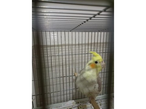 Yavru sultan papağanı piyasaya göre uygun takas var