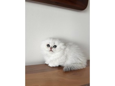 Orjinal scottish fold longhair bebekler