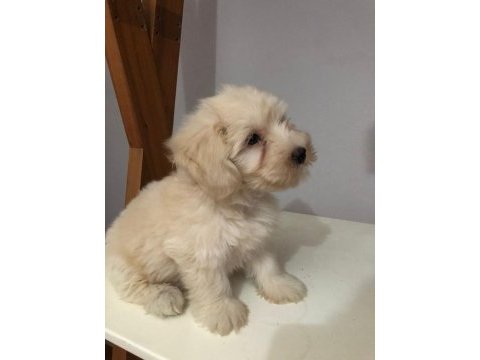 Maltipoo 2 aylık
