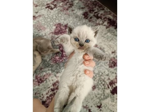 Safkan kaliteli blue ve bluepoint british shorthair yavrular