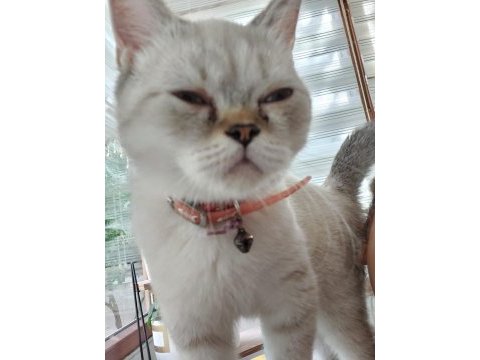 Annesi babası safkan british 4 aylık