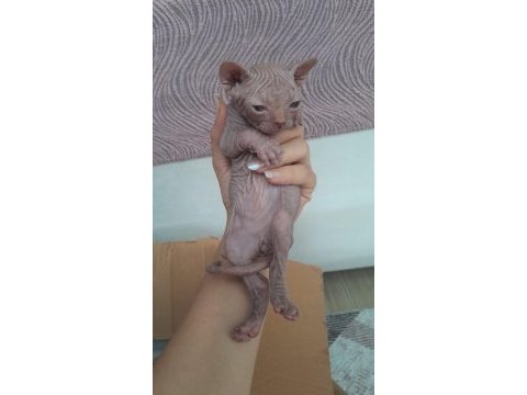Erkek sfenks bebek