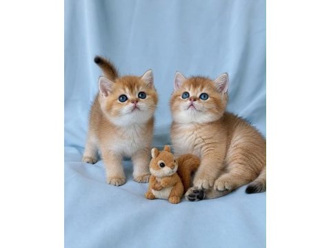 Ankaranın en seçkin golden british shorthair yavruları