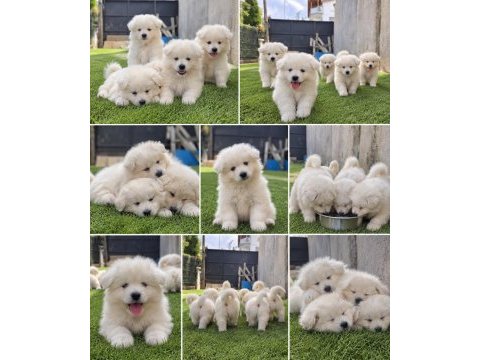 Samoyed bebekler 
