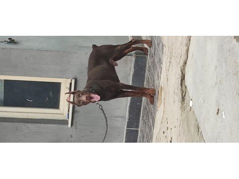 Üretim izinli doberman