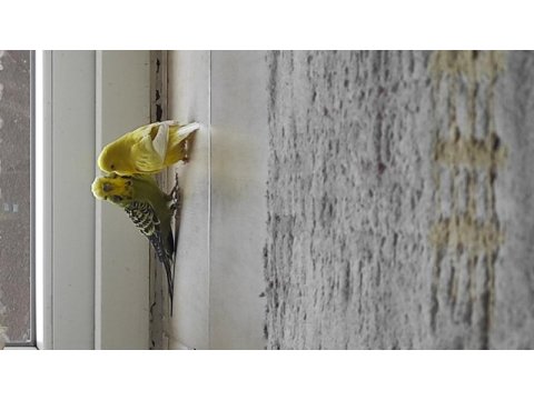Vasıflı güzel genç muhabbet kuşlar bilezikli