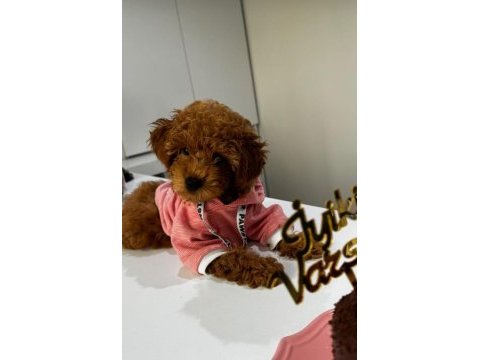 Red brown toy poodle dişi