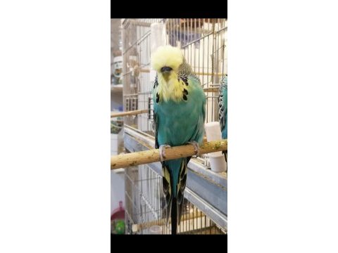 Üst vasıf show jumbo muhabbet kuşlar