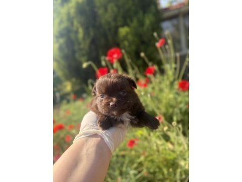Çikolata uzun tüylü dişi şivava