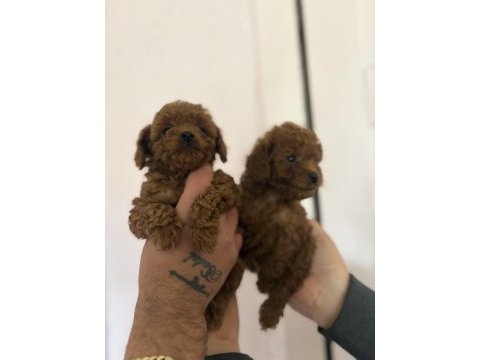 Kilo garantili toy poodle bebekler