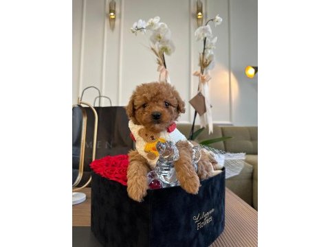 Oyuncu ve zeki toy poodle yavruları