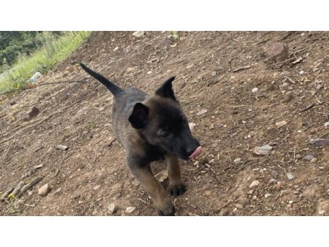 50 günlük dişi malinois