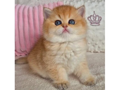Muhteşem golden british shorthair