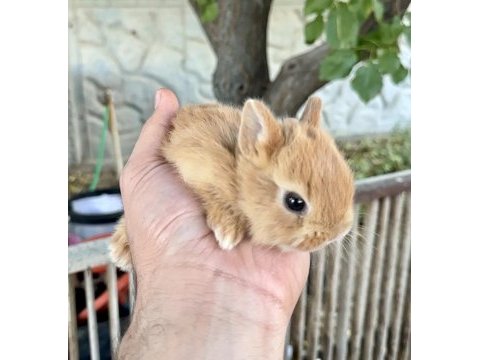 Netherland dwarf karamel tavşanlar
