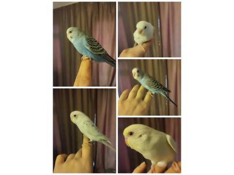 Yeme yeni düştü muhabbet kuşu