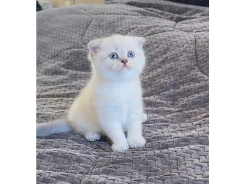 Scottish fold beyaz yavru