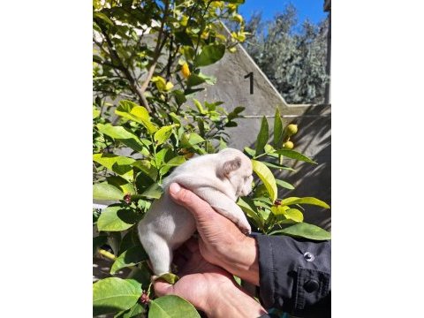 Platinum dişi french bulldog yavrular
