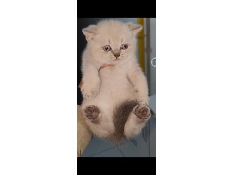British shorthair yavrumuz