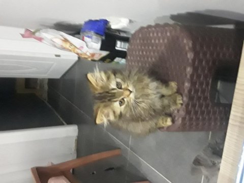 British longhair yavrular