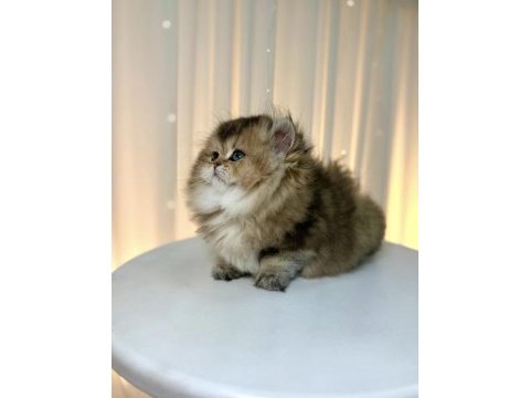 British longhair golden yavrumuz