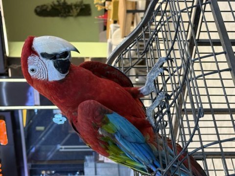 Kırmızı ara macaw yavrusu citypetshop