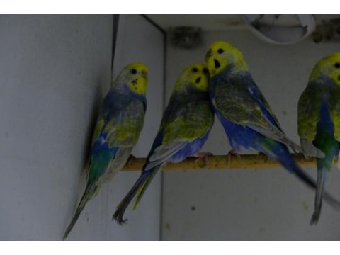 Rainbow muhabbet kuşları
