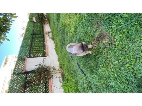 4 aylık french bulldog