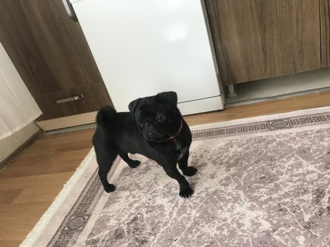 8 aylık siyah pug