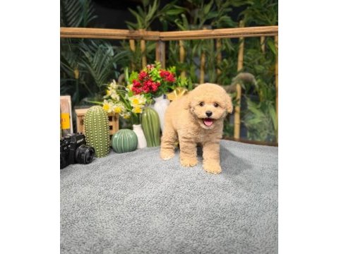 Tuvalet eğitimli apricot toy poodle