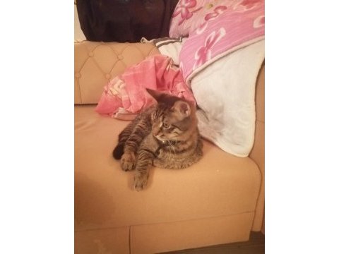 Adı kuzey tekir cinsi 6 aylık kedimiz