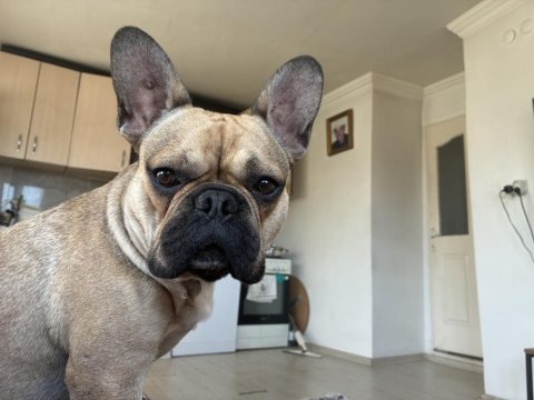 Erkek french bulldog karnesi yoktur