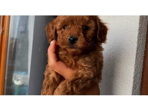 Safkan toy poodle yavruları ırk garanti ücretsiz teslimat