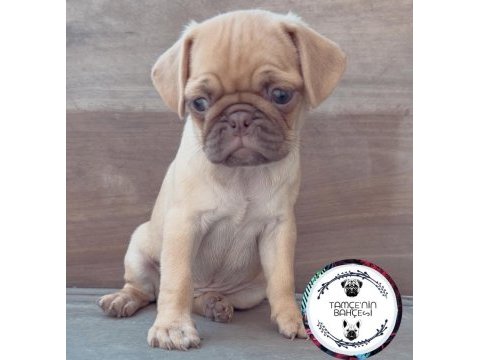 Choco fawn tr nadir eşsiz bir renk pug