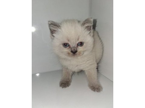 Yavru british shorthair