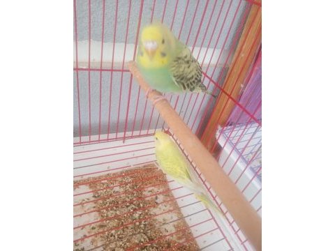 2 aylık muhabbet kuşu yavruları
