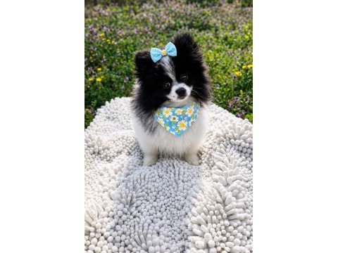 Özel görünümlü black ve white pomeranian boo yavrusu