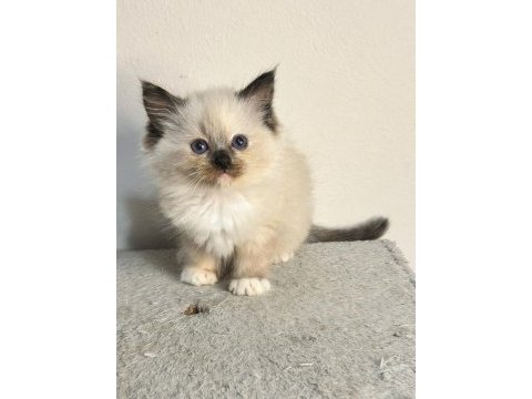 Seal tortie mitted ragdoll yavrular